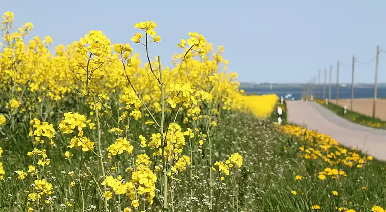 Sommerhus i Boiensdorf