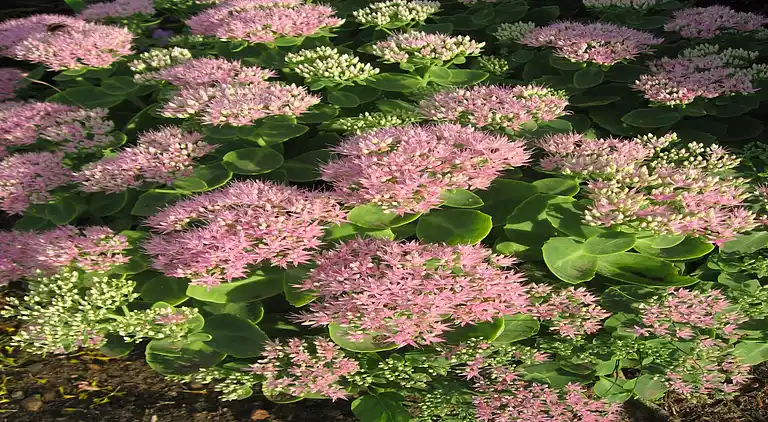 Ferienwohnung in Neuburg