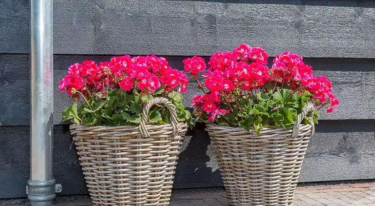 Herenhuis in Vrouwenpolder