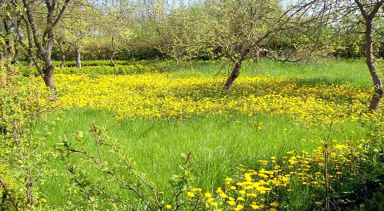 Appartement in Neuburg