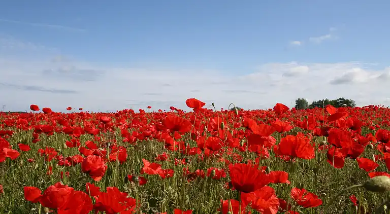Bungalow in Fuhlendorf
