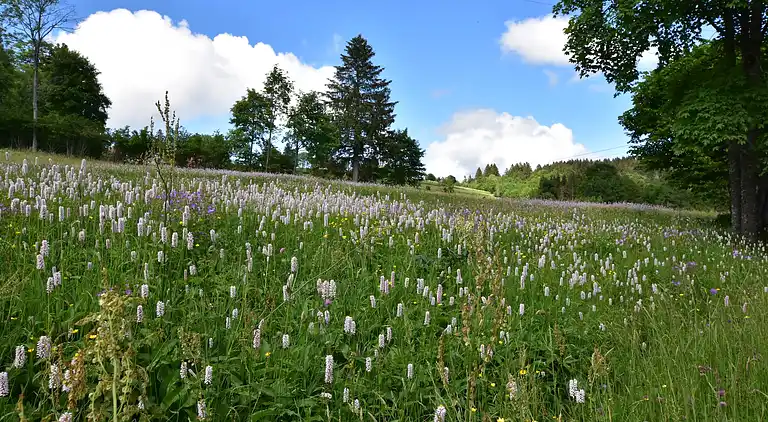 Cottage in Saulxures-sur-Moselotte