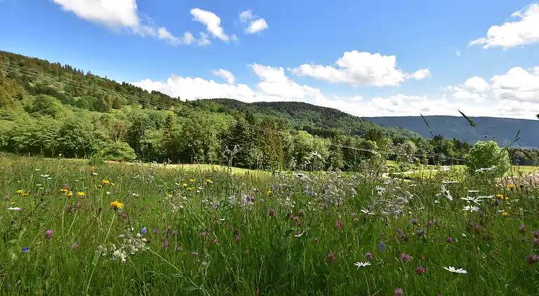 Cottage in Saulxures-sur-Moselotte