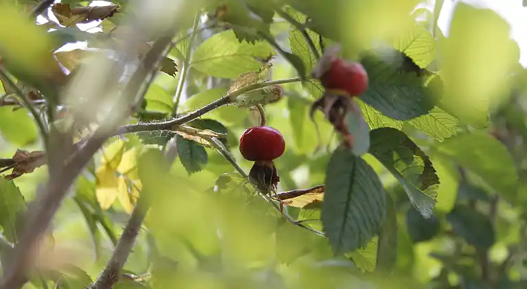Holiday home in Noordwijk aan Zee