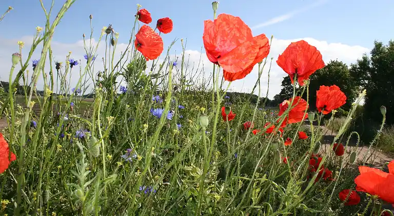 Ferielejlighed i Mechelsdorf