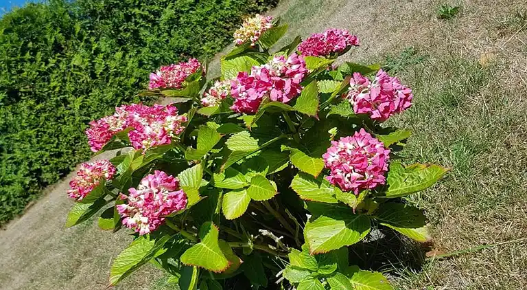 Sommerhus i Pruchten