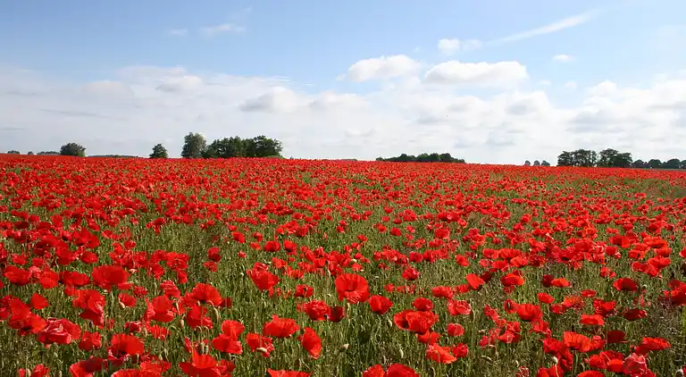 Ferielejlighed i Altenhagen