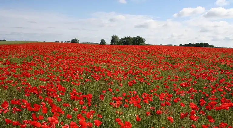 Ferielejlighed i Sternberger Burg