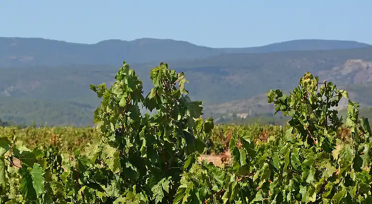 Ferienhaus in Okzitanien