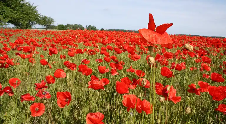Farm house in Kröpelin