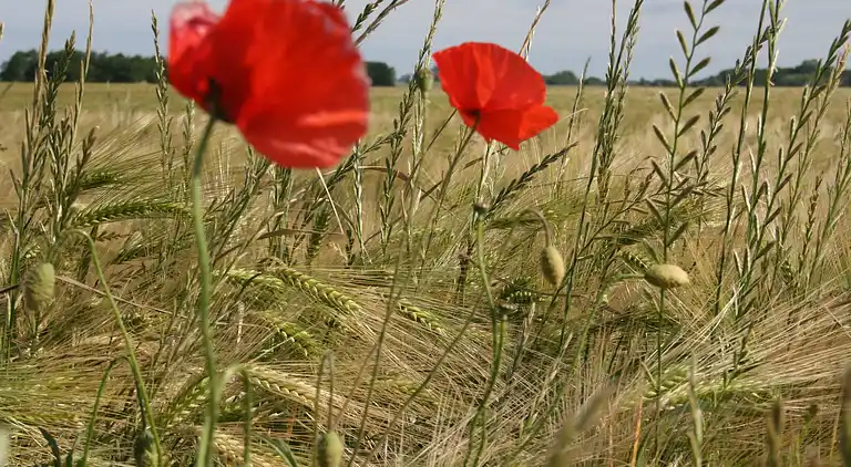 Ferielejlighed i Schwaan