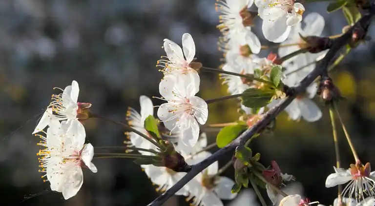 Apartment in Viecheln