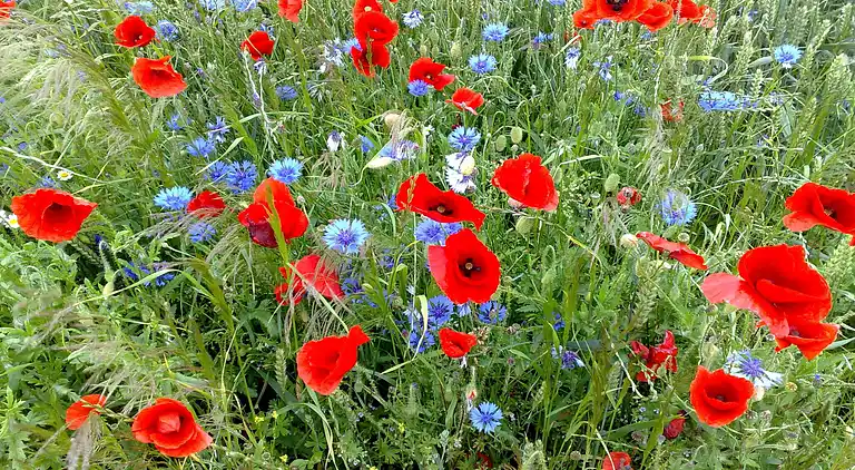 Apartment in Viecheln