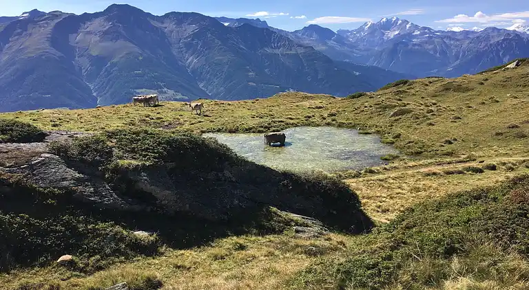 Ferielejlighed i Fiesch