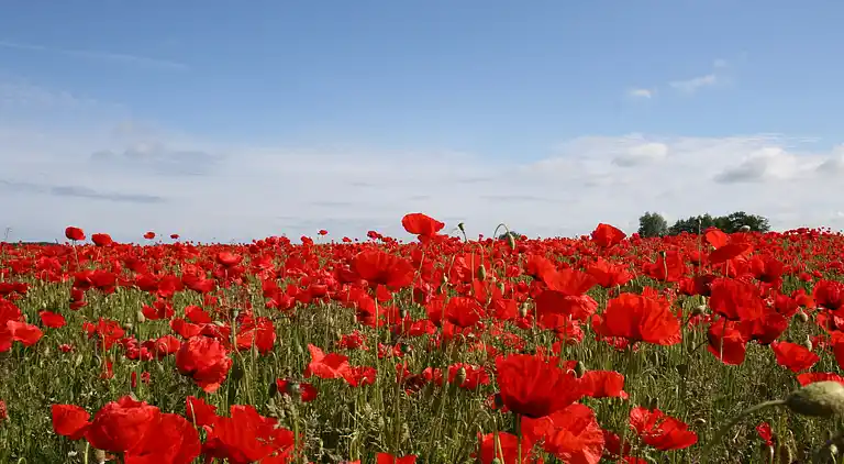 Ferielejlighed i Miekenhagen