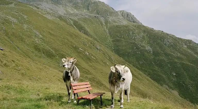 Ferielejlighed i Kirchdorf in Tirol