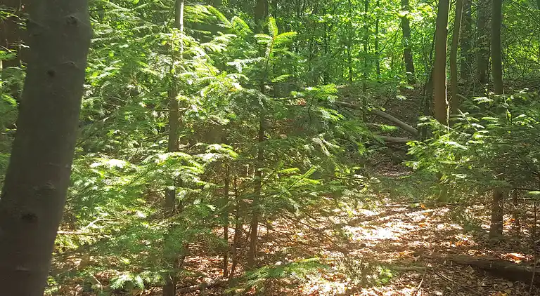 Sommerhus i Braunlage