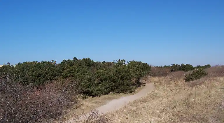 Sommerhus i Zuid-Holland