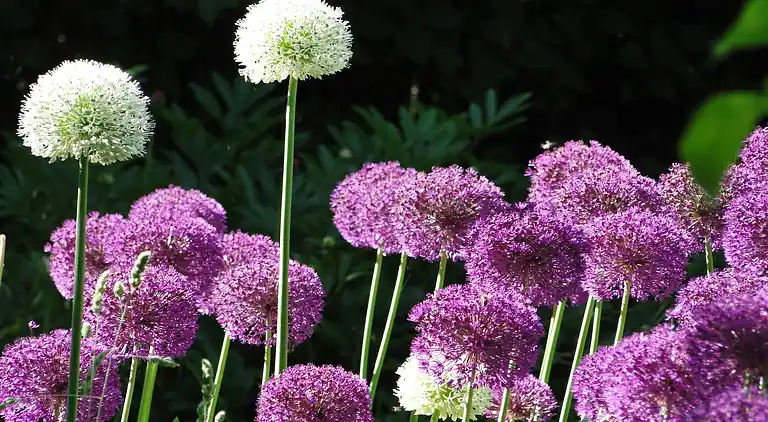 Ferielejlighed i Boiensdorf