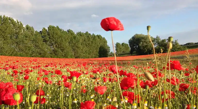 Apartment in Kröpelin