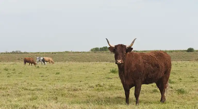 Ferielejlighed i Oye-Plage