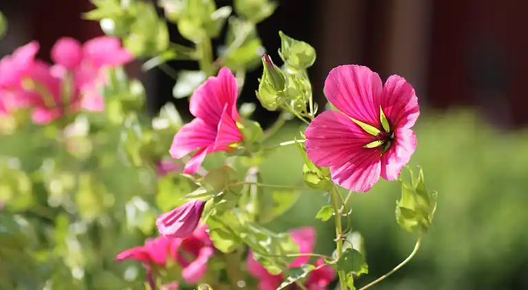 Apartment in Kühlungsborn