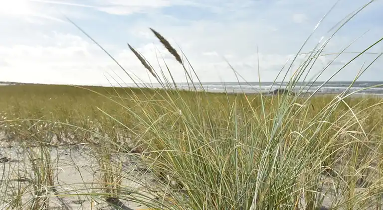 Ferielejlighed i 't Zand