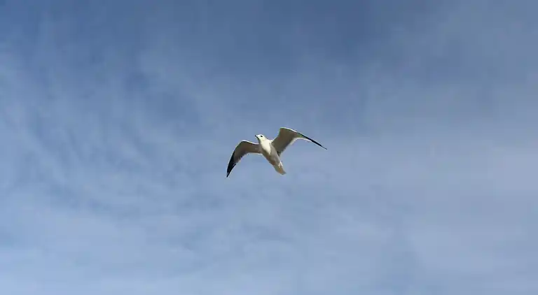 Ferielejlighed i Burgerbrug