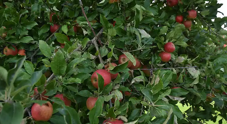 Ferielejlighed i Burgerbrug