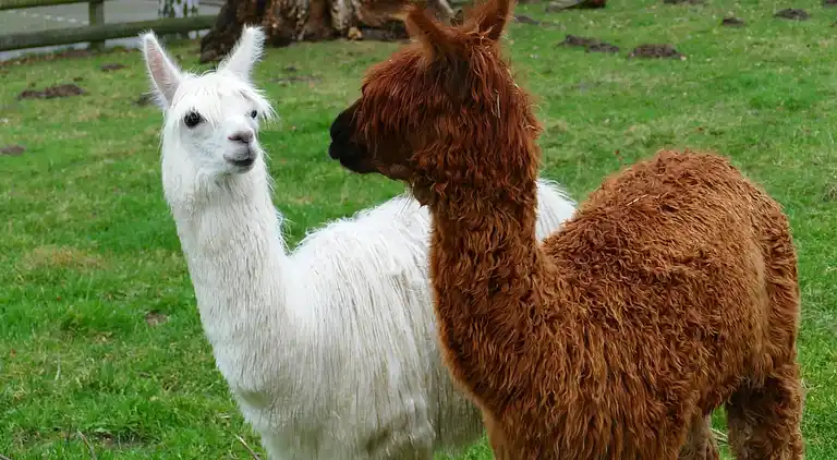 Ferielejlighed i Hirschburg