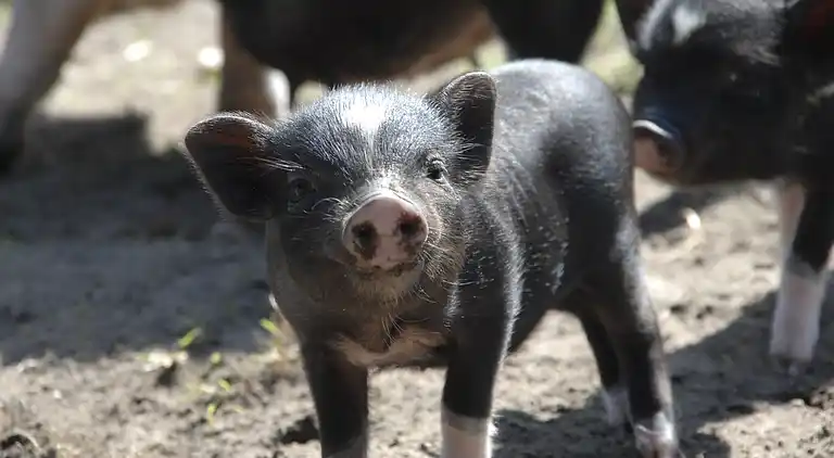Ferielejlighed i Hirschburg