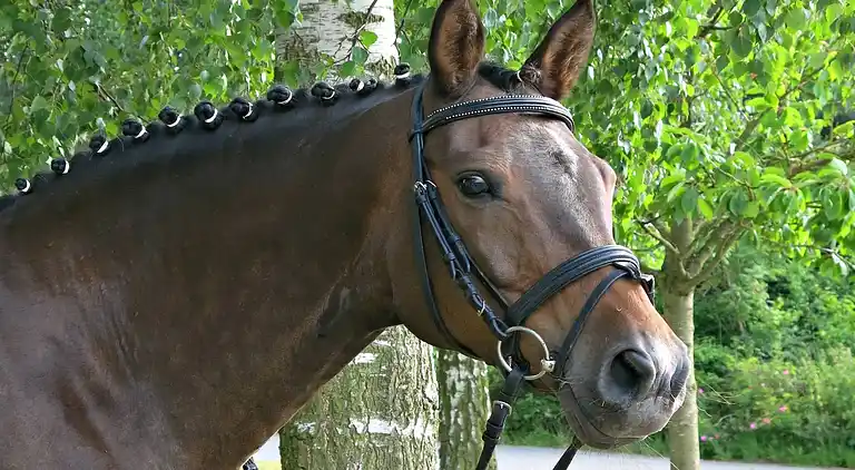 Ferielejlighed i Hirschburg