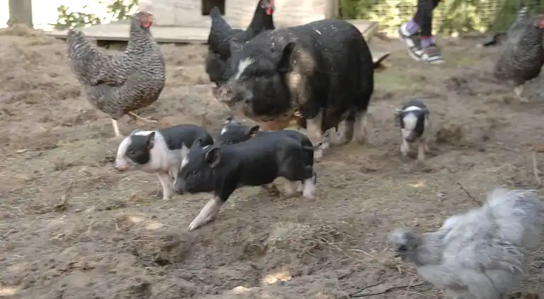 Ferielejlighed i Hirschburg