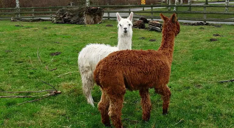 Ferielejlighed i Hirschburg