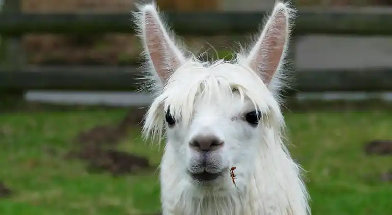 Ferielejlighed i Hirschburg