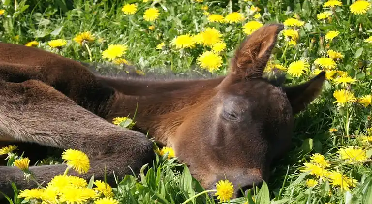 Ferielejlighed i Hirschburg