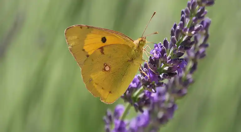 Villa i Largentière