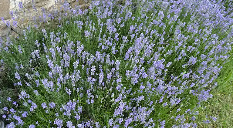 Sommerhus i Villeneuve-d'Allier