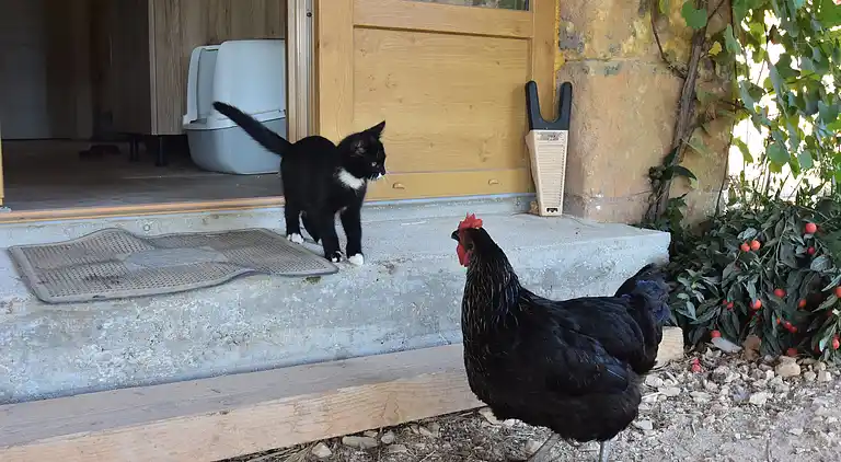Holiday home in Beaumont-du-Périgord