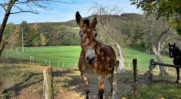 Sommerhus i Grand-Halleux