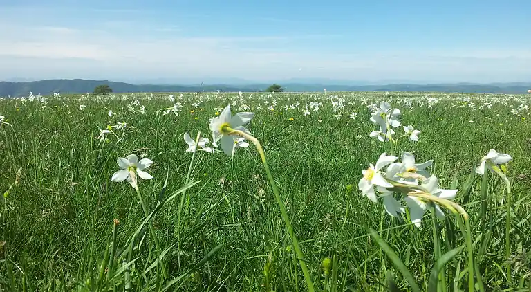 Cottage in Acqualagna