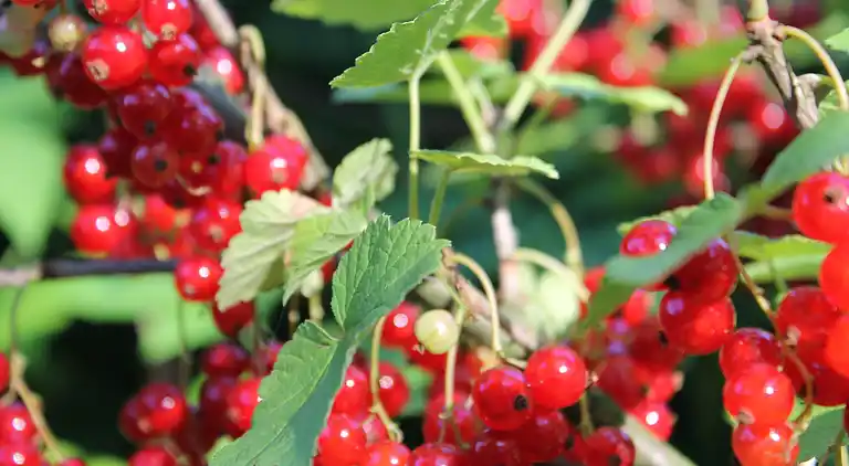 Ferielejlighed i Sternberger Burg