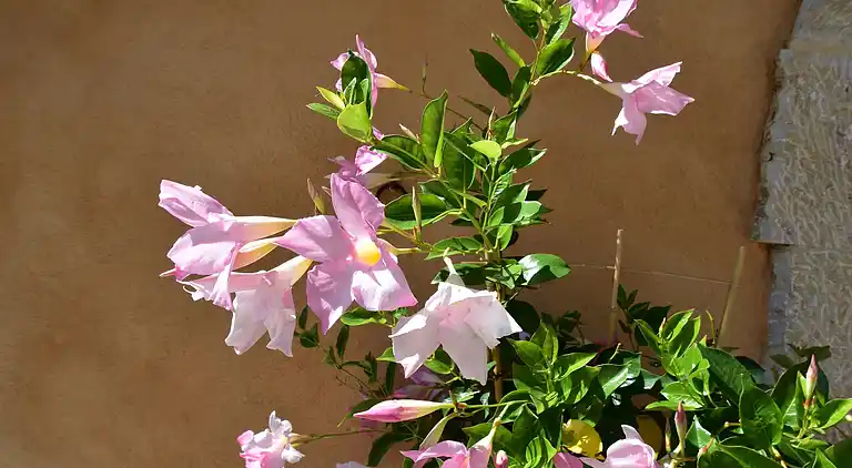 Villa in Artignosc-sur-Verdon