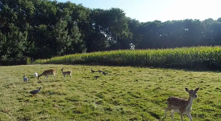 Holiday home in Oostkapelle