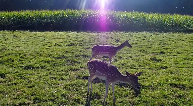 Holiday home in Oostkapelle