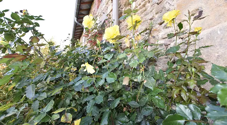 Holiday home in Barricourt