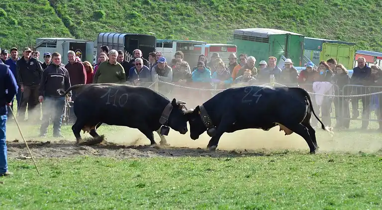 Cottage in Antey-Saint-André