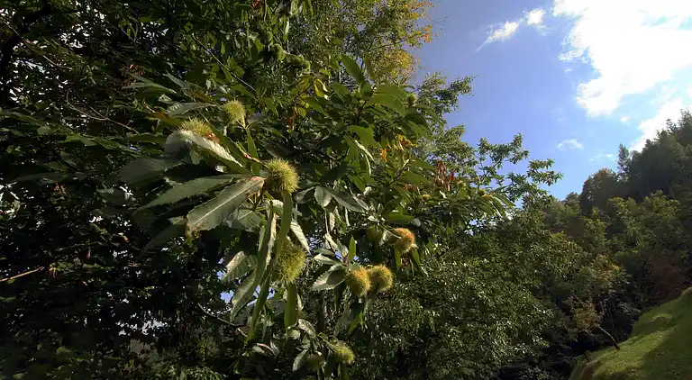 Sommerhus i Campo Tizzoro