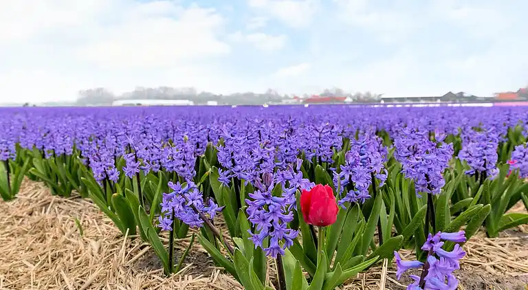 Sommerhus i Zuid-Holland