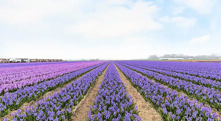 Sommerhus i Zuid-Holland